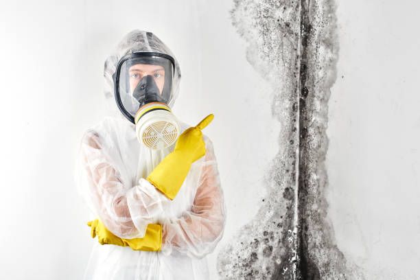 Why You Should Choose Our Mold Remediation Services in Avery Creek, NC